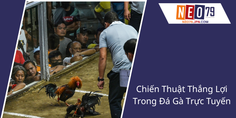Trực Tiếp Đá Gà Tại NEO79 - Trải Nghiệm Đỉnh Cao Với Các Trận Đấu Hấp Dẫn 2 Chien Thuat Thang Loi Trong Da Ga Truc Tuyen2